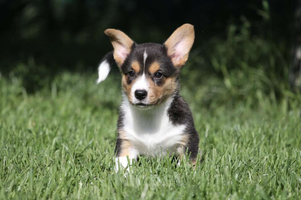 Собаки в Москве: Щенки вельш корги кардиган Девочка, 50 000 руб. - фото 3