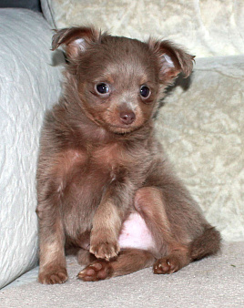 Мальчики лиловые длинношерстные