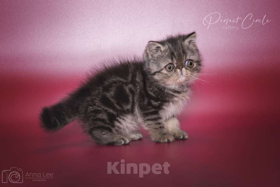 Кошки в Санкт-Петербурге: Экзотический мальчик Мальчик, 45 000 руб. - фото 2