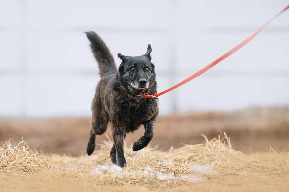 Собаки в Москве: Нюська Девочка, Бесплатно - фото 1