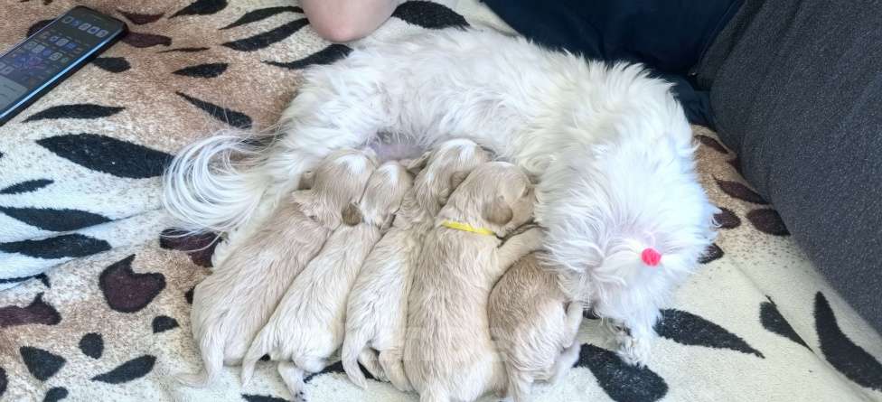 Собаки в Тюмени: Мальтипу f1 Девочка, 90 000 руб. - фото 5