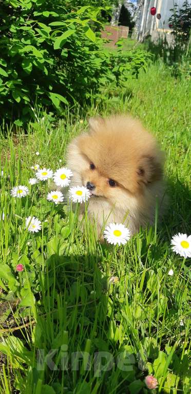 Собаки в Новокузнецке: Девочка померашка Девочка, 45 000 руб. - фото 2
