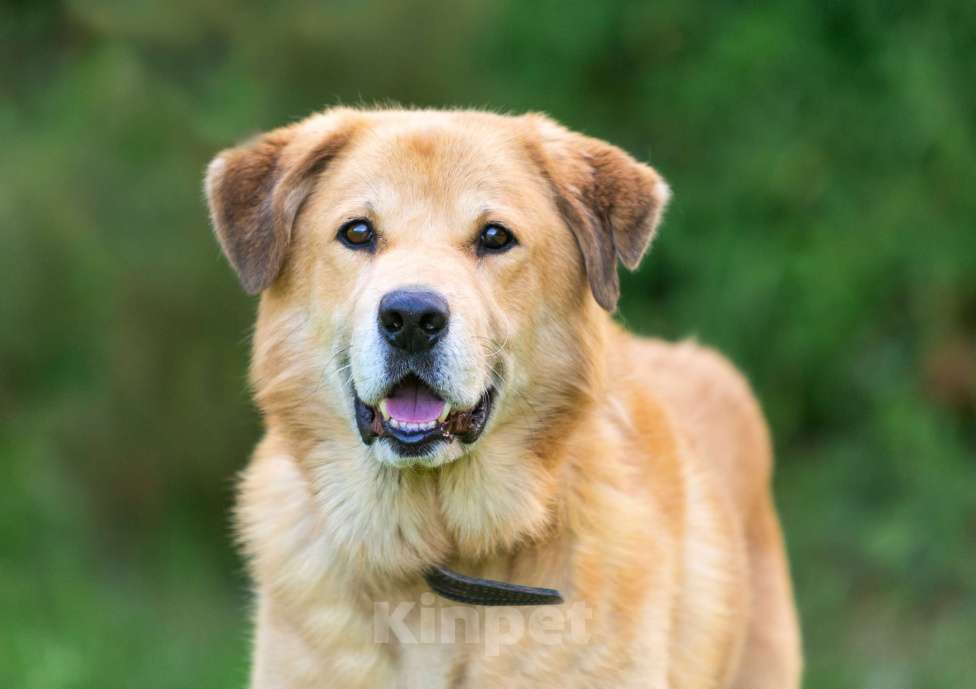 Собаки в Балашихе: Барс прекрасно подготовлен для проживания в квартире и доме.  Мальчик, Бесплатно - фото 9