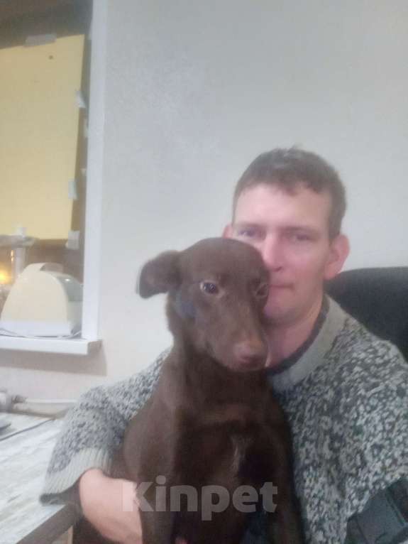 Собаки в других городах Воронежской области: Отдам бесплатно в добрые руки Девочка, 10 руб. - фото 2