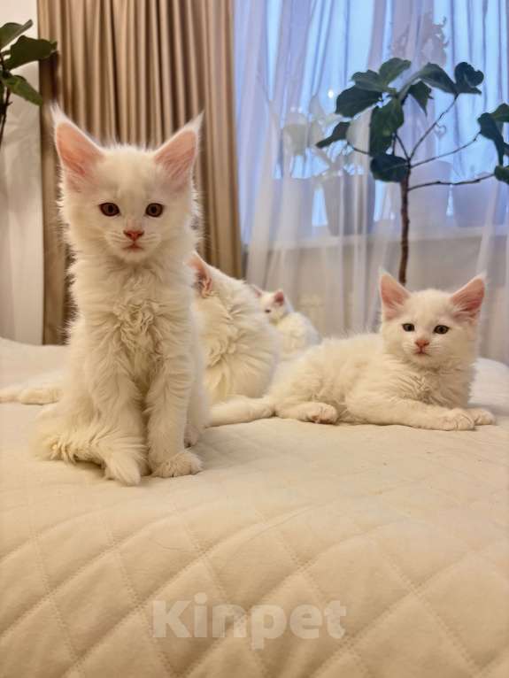 Кошки в Калининграде: Чистокровный котенок Мэйкун  Мальчик, 50 000 руб. - фото 1