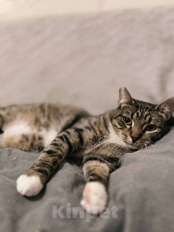 Кошки в Балашихе: Чизкейк Мальчик, Бесплатно - фото 3