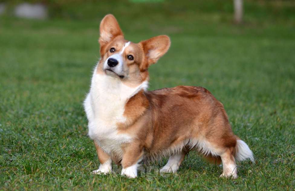 Собаки в других городах Московской области: Василисе нужен свой человек.. Девочка, 15 000 руб. - фото 3