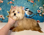 Собаки в Москве: Рыжий йорк с голубыми глазами девочка мини Девочка, 95 000 руб. - фото 1
