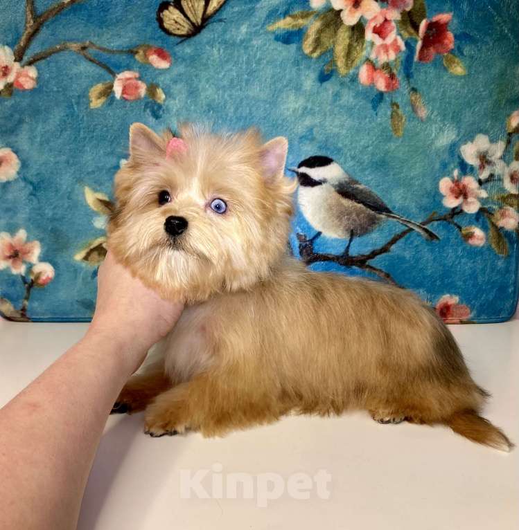 Собаки в Москве: Рыжий йорк с голубыми глазами девочка мини Девочка, 95 000 руб. - фото 1