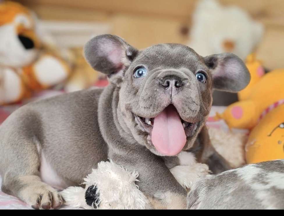 Собаки в Санкт-Петербурге: Шикарные щенки голубые шоколад лиловые Девочка, 60 000 руб. - фото 2