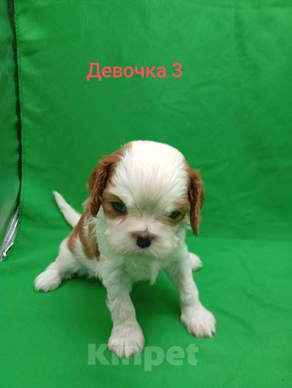 Собаки в Москве: Щенки кавалер Кинг Чарльз спаниель  Девочка, 63 000 руб. - фото 1