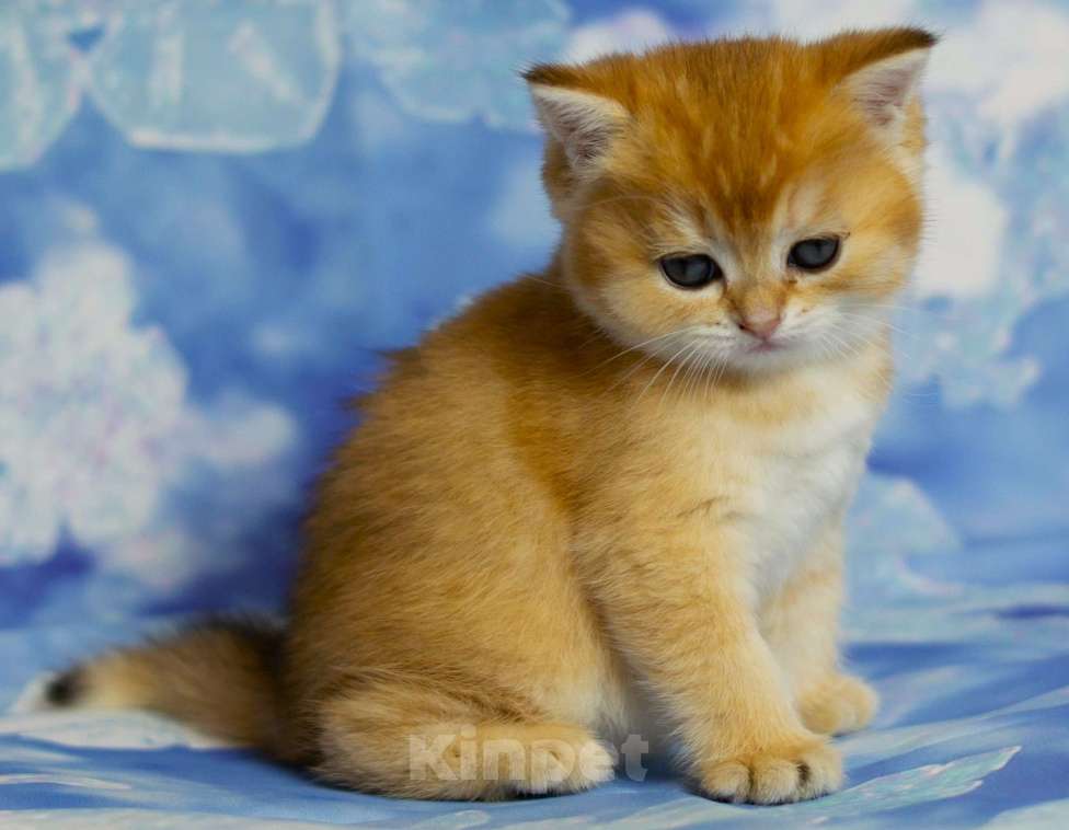 Кошки в Москве: Британские  котята By 12  Ny12 Девочка, 45 000 руб. - фото 3