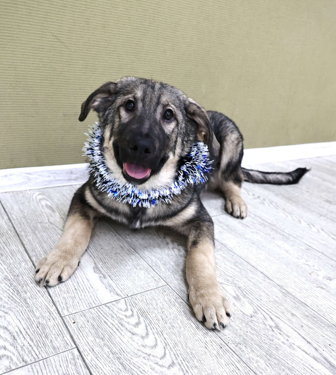 Собаки в Москве: Щенки бесплатно в Москве Мальчик, Бесплатно - фото 1