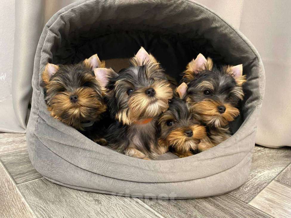 Собаки в Томске: Йоркширский терьер щенки РКФ Мальчик, 40 000 руб. - фото 3