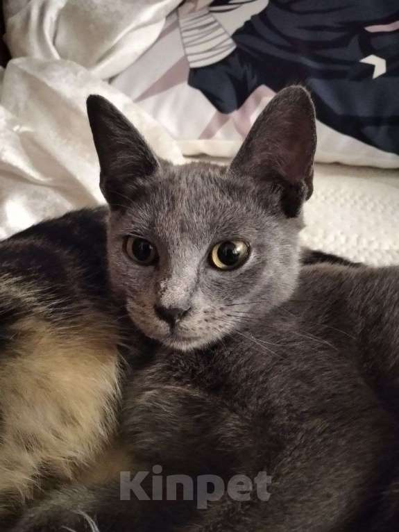 Кошки в Сочи: Красотка ищет дом  Девочка, Бесплатно - фото 4