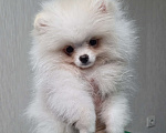 Собаки в Челябинске: Померанский шпиц девочка Девочка, Бесплатно - фото 1