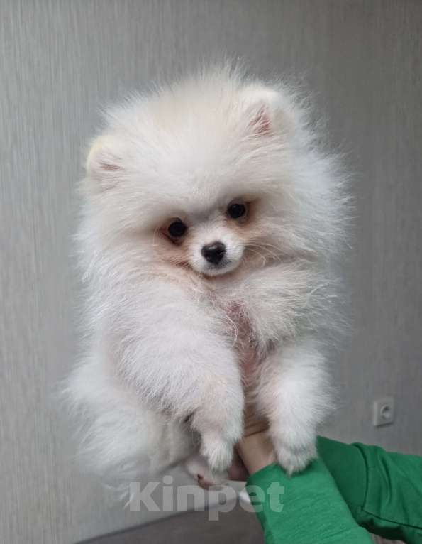 Собаки в Челябинске: Померанский шпиц девочка Девочка, Бесплатно - фото 1