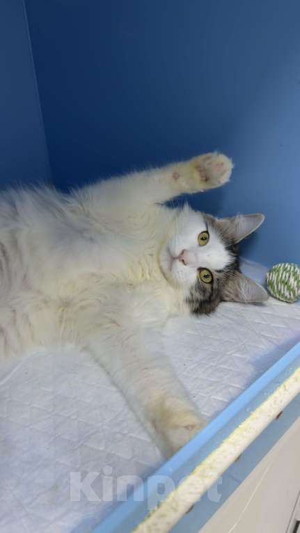 Кошки в Москве: Котик Фелечка из Ташкента ищет свой дом Мальчик, 1 000 руб. - фото 3