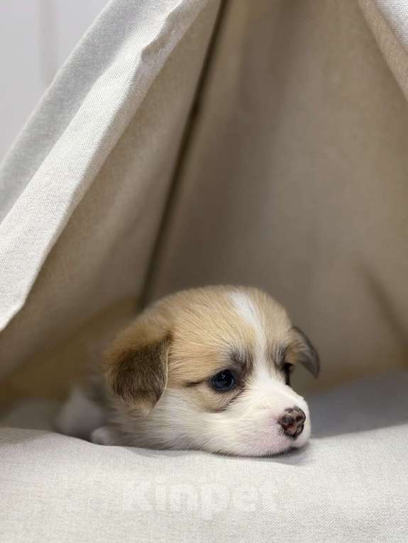 Собаки в Кемерово: Щенки вельш корги пемброк, девочка Девочка, 80 000 руб. - фото 5