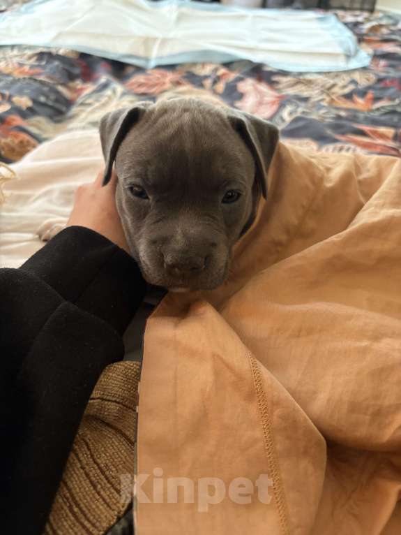 Собаки в других городах Московской области: Щенки Стаффорда Мальчик, 90 000 руб. - фото 8