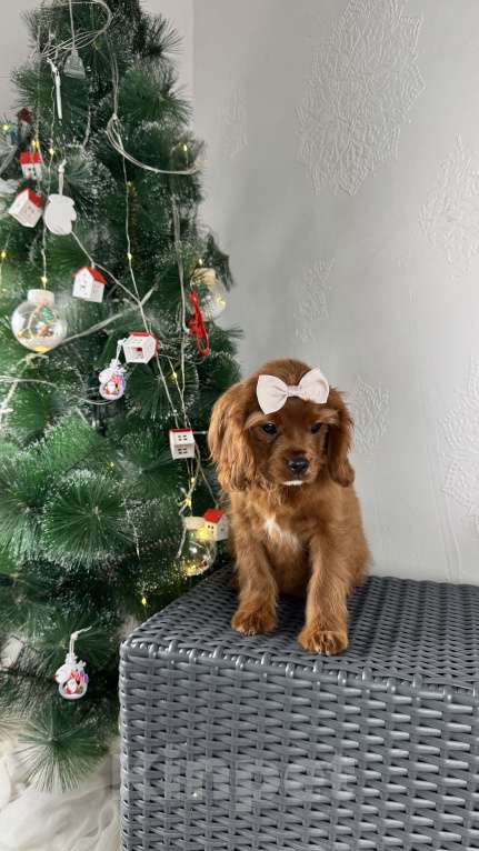 Собаки в Москве: Кавалерочка рубин щенок  Девочка, 60 000 руб. - фото 4