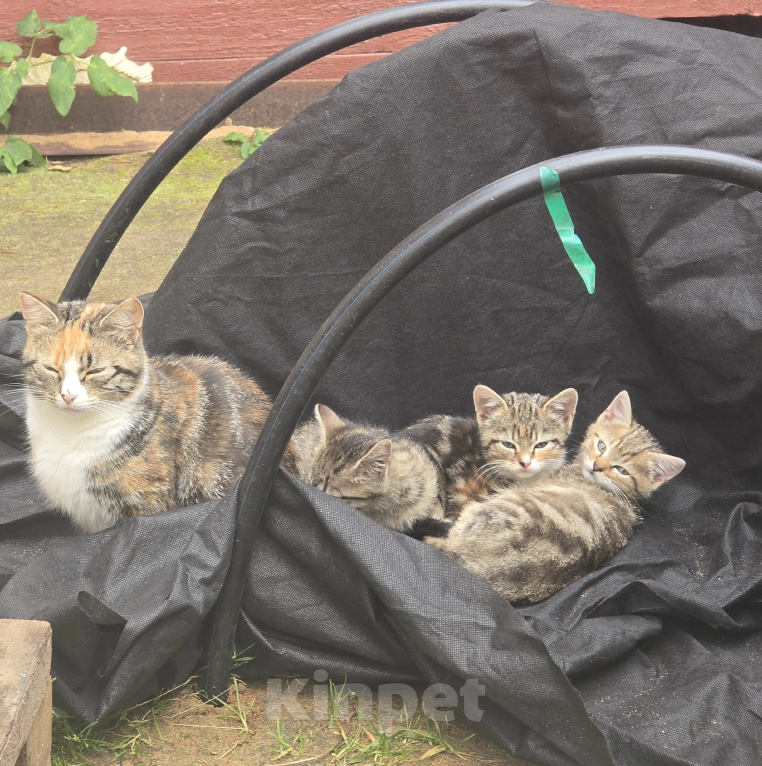 Кошки в других городах Ленинградской области: Котята 2,5 мес ищут дом, срочно! Им не выжить за городом! Разнополые, Бесплатно - фото 2