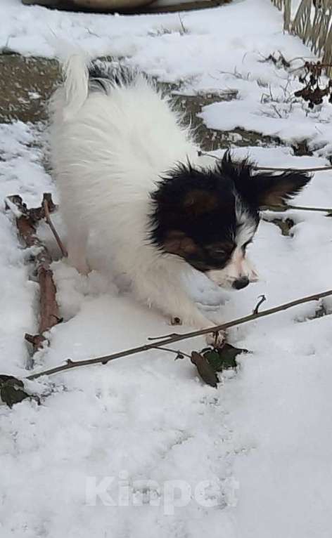 Собаки в Волгодонске: Бенджамин Мальчик, 30 000 руб. - фото 2