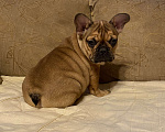 Собаки в Санкт-Петербурге: Шикарная девочка французского бульдога  Девочка, 50 000 руб. - фото 3