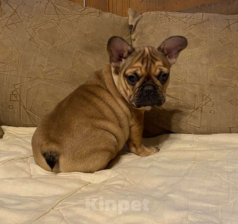 Собаки в Санкт-Петербурге: Шикарная девочка французского бульдога  Девочка, 50 000 руб. - фото 3