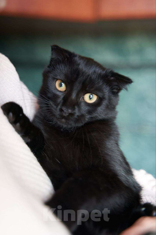 Кошки в Москве: Ласковый котенок в добрые руки Мальчик, Бесплатно - фото 1