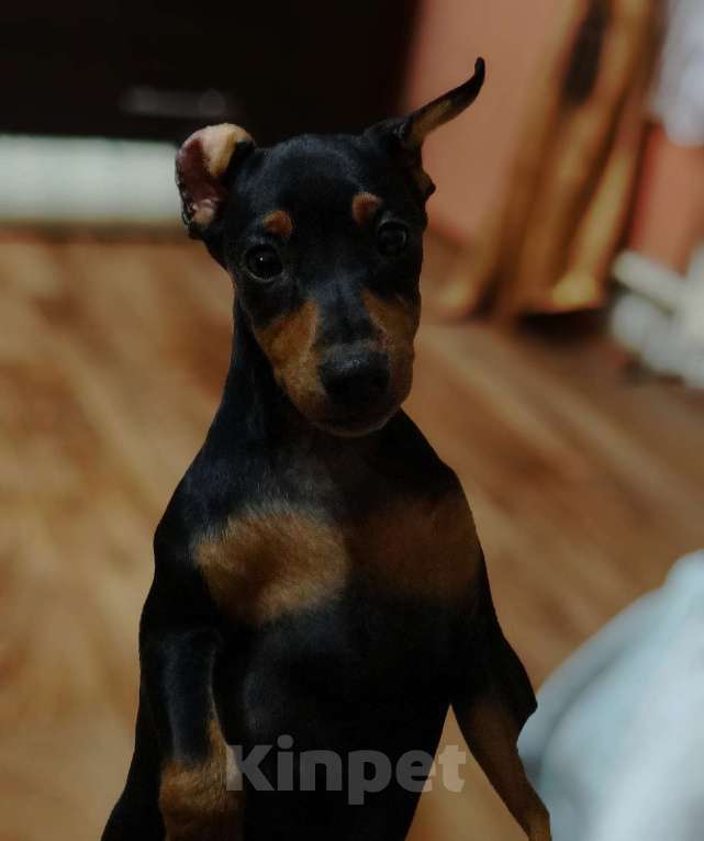 Собаки в Москве: Щенок цвергпинчера Девочка, Бесплатно - фото 2