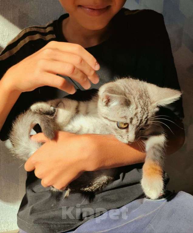 Кошки в Самаре: Котёнок в добрые руки Девочка, Бесплатно - фото 5