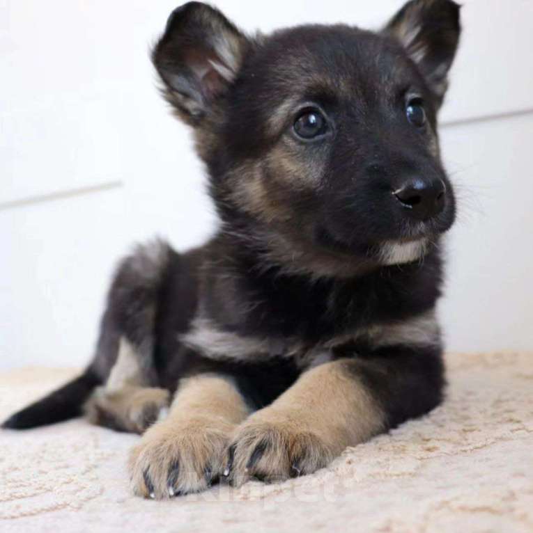 Собаки в Москве: Маленькую Виту выкинули в СНТ Девочка, Бесплатно - фото 3