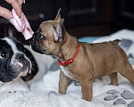 Собаки в других городах Московской области: Французский бульдог щенок девочка Девочка, 70 000 руб. - фото 1