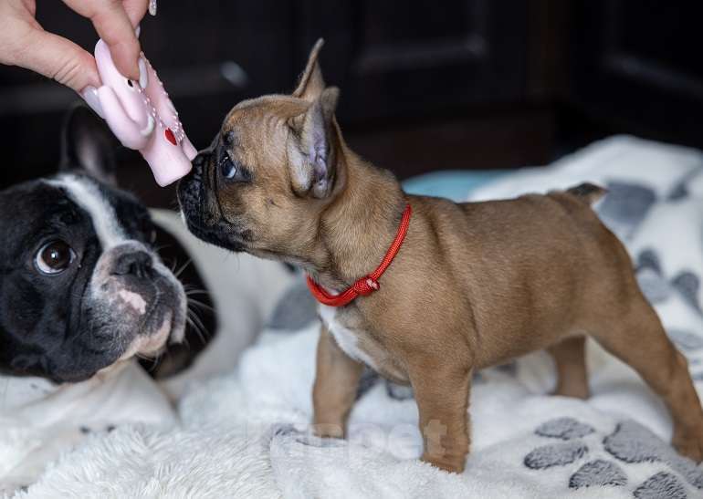 Собаки в других городах Московской области: Французский бульдог щенок девочка Девочка, 70 000 руб. - фото 1