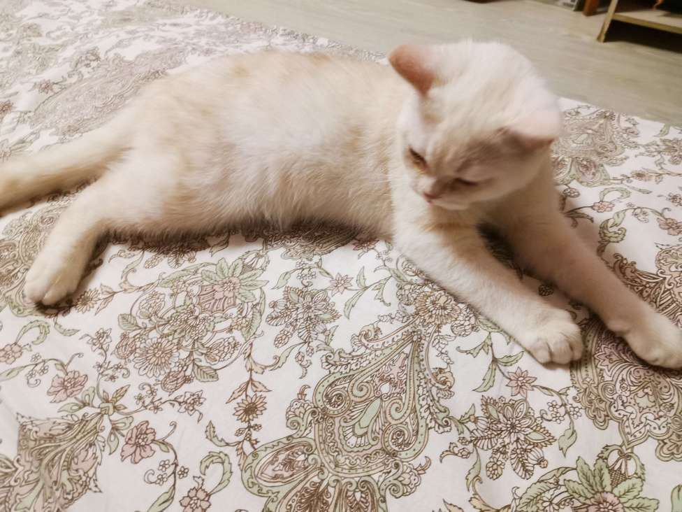 Кошки в Москве: Британская порода  Мальчик, 12 000 руб. - фото 2