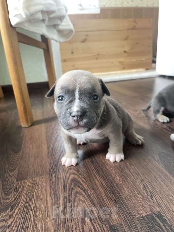 Собаки в Санкт-Петербурге: Щенок Американского булли sm_bulli Magic Девочка, 100 000 руб. - фото 2