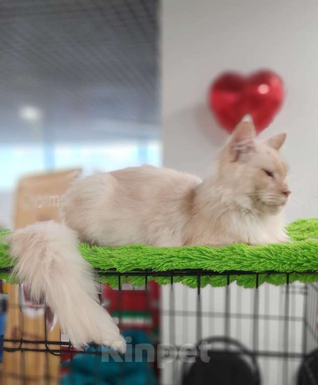 Кошки в Москве: Мейн-кун мальчик Мальчик, 90 000 руб. - фото 3