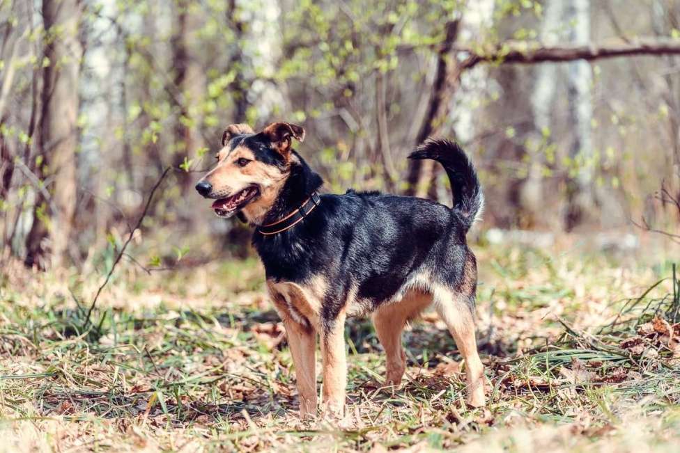 Собаки в Москве: Тиксон Мальчик, Бесплатно - фото 3