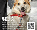 Собаки в Москве: Лисена, 5 лет Девочка, Бесплатно - фото 5