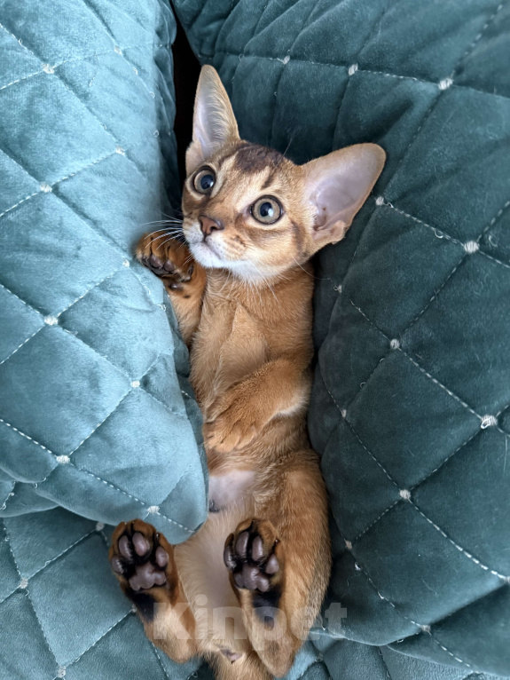 Кошки в Краснодаре: Абиссинский котенок дикого окраса Девочка, 75 000 руб. - фото 6