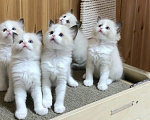 Кошки в Москве: Милейшие котята Рэгдолл Мальчик, 65 000 руб. - фото 1