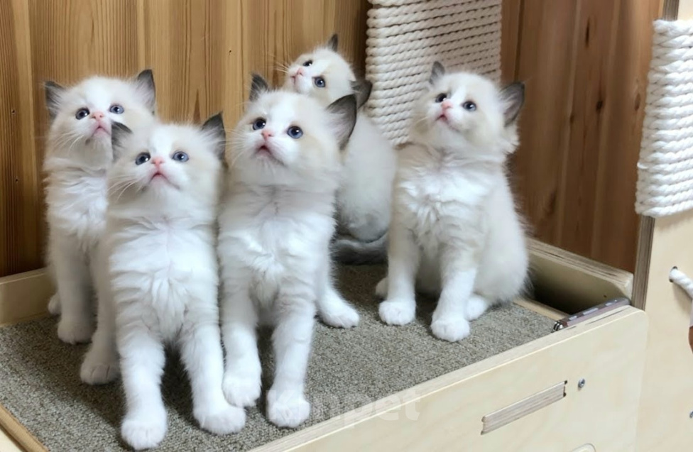 Кошки в Москве: Милейшие котята Рэгдолл Мальчик, 65 000 руб. - фото 1