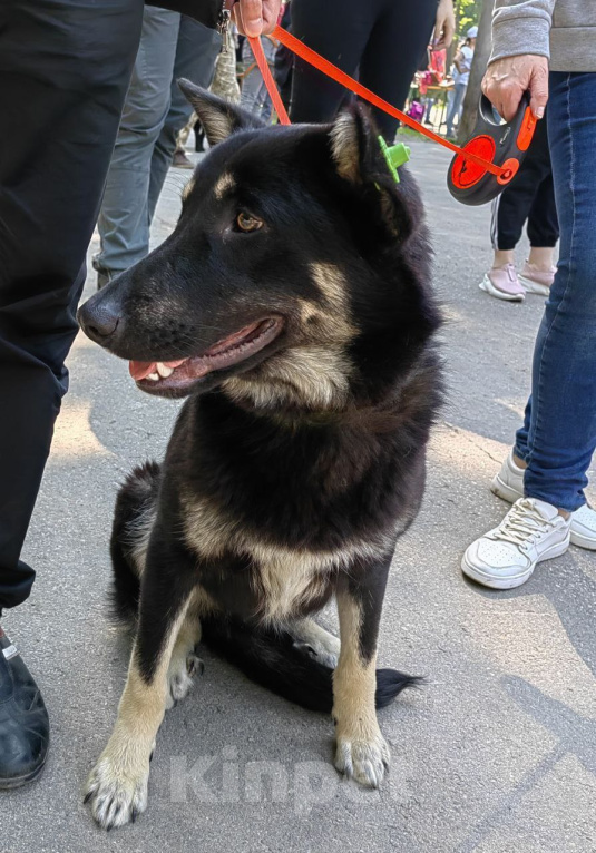 Собаки в Рязани: Гоша - умный городской пёс Мальчик, Бесплатно - фото 2