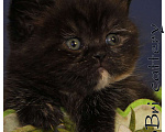 Кошки в Сургуте: Британские короткошерстные котята классических окрасов Девочка, Бесплатно - фото 3