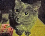 Кошки в Москве: Маленькое солнышко, милейший котенок Нюша в добрые руки Девочка, Бесплатно - фото 2