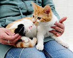 Кошки в Москве: Красавица Кристи 3,5 месяца в добрые руки Девочка, 20 руб. - фото 3