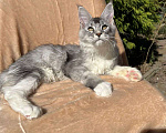 Кошки в Сальске: Котята мейн-кун Девочка, 50 000 руб. - фото 2