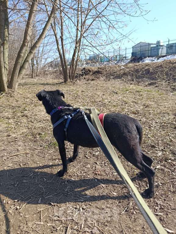 Собаки в Москве: Небольшая собачка в добрые руки Девочка, Бесплатно - фото 6