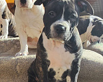 Собаки в Волхове: Щенок амстаффа Девочка, 80 000 руб. - фото 1